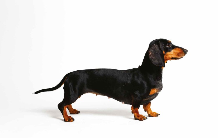 Трафарет таксы для брошки