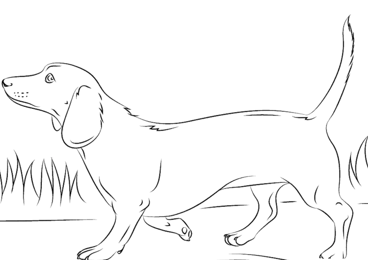 Рисунок таксы для детей черно белая