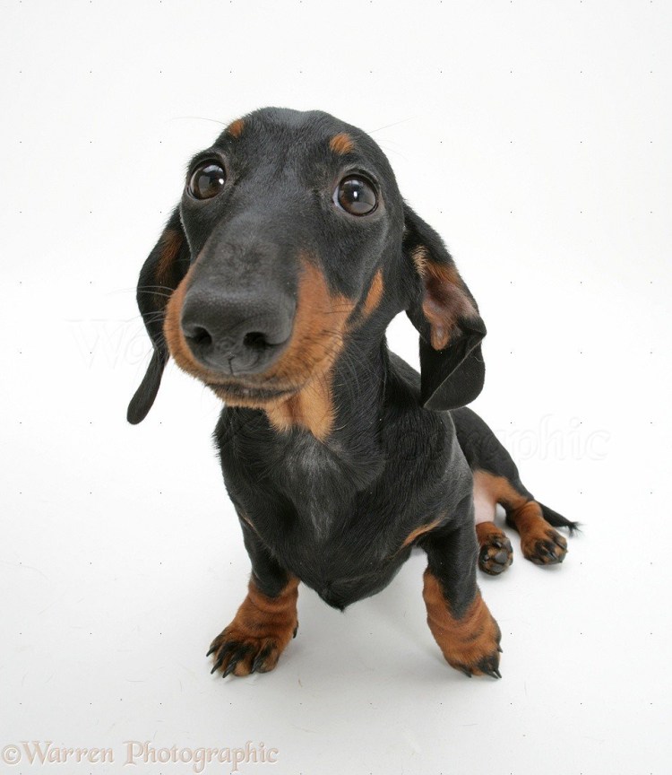 Такса в карандаше сбоку