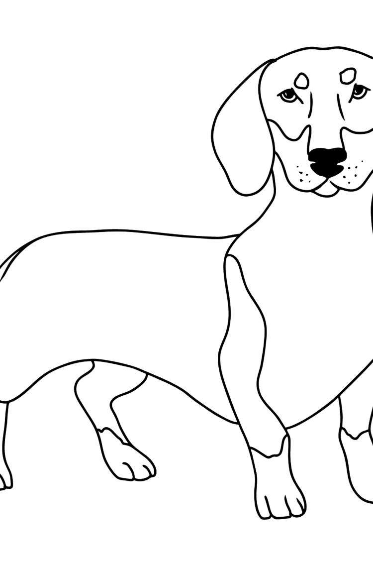 Раскраска такса