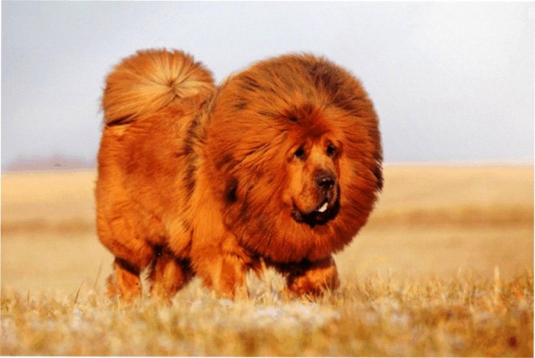 Тибетский мастиф