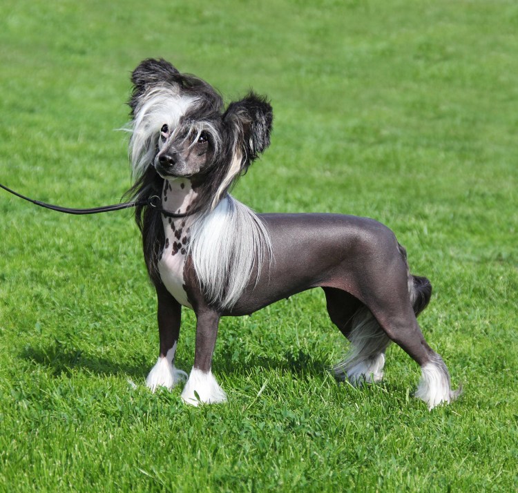 Бельгийская хохлатая