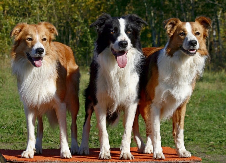 Бордер колли пастушья