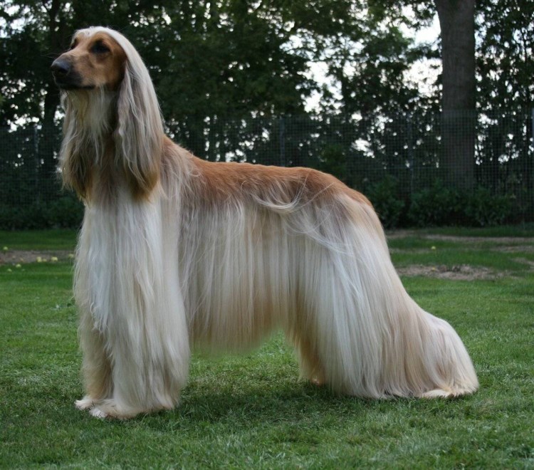 Аборигенная Афганская борзая