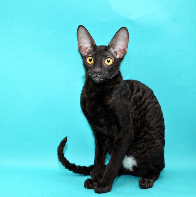 Корниш Девон рекс