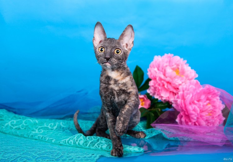 Корниш рекс