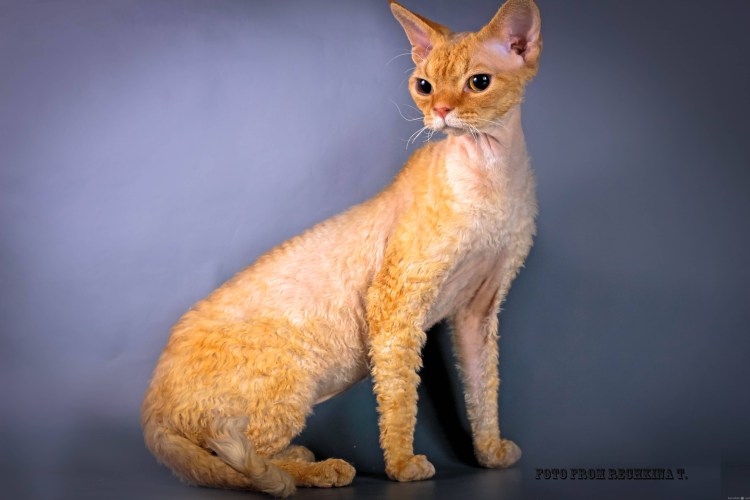 Девон рекс кошка