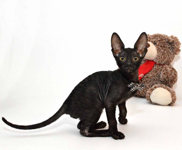 Сфинкс Корниш рекс