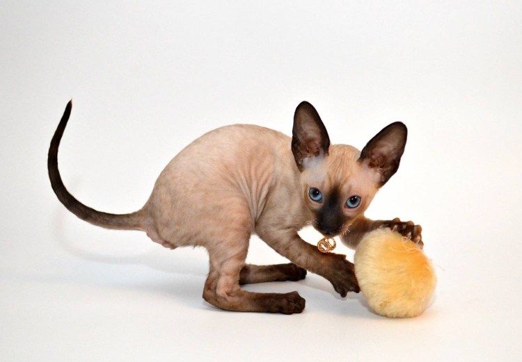 Сиамский Корниш рекс