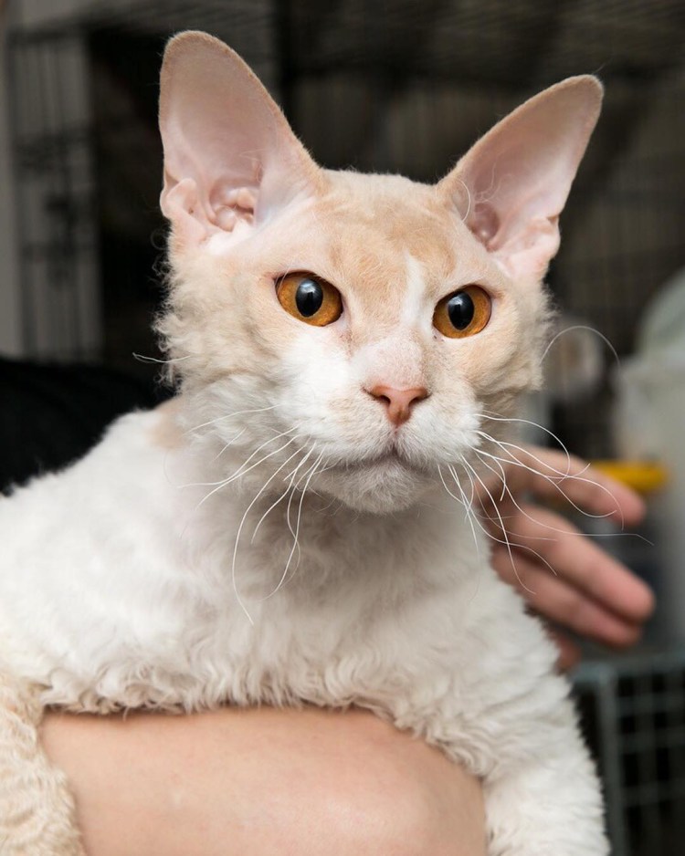 Уральский рекс длинношёрстный