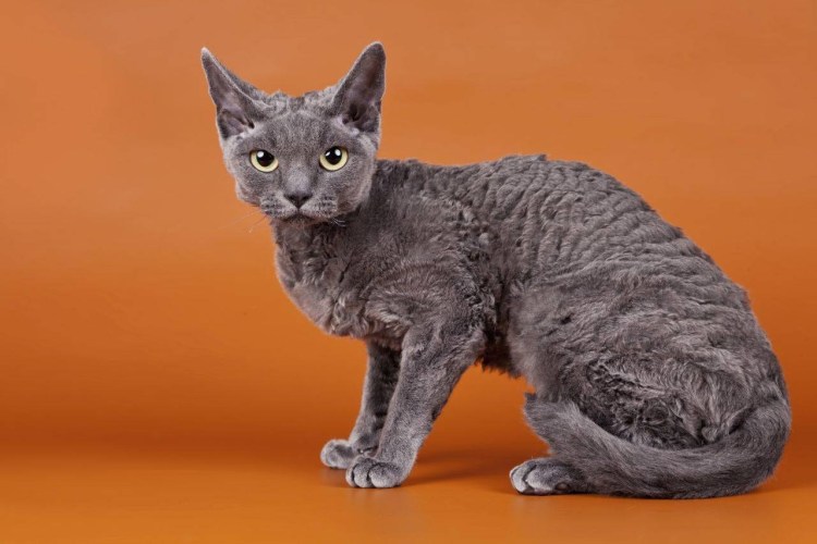 Девон рекс длинношерстный