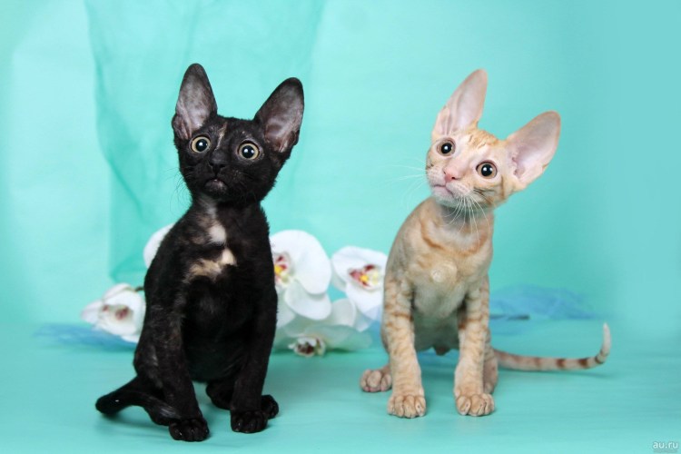 Кот Корниш рекс