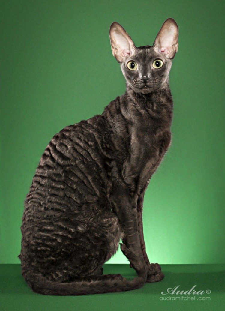 Сфинкс Корниш рекс