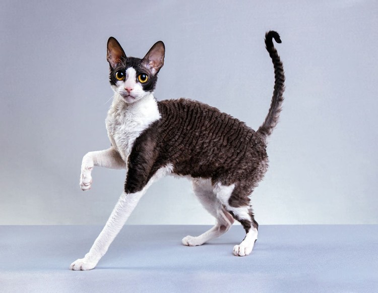 Корниш рекс