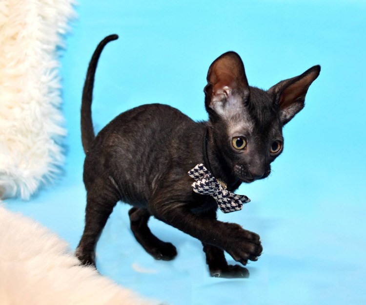 Корниш рекс