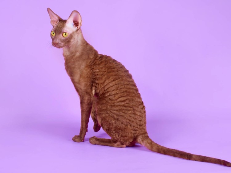 Порода кошек корнешрекс