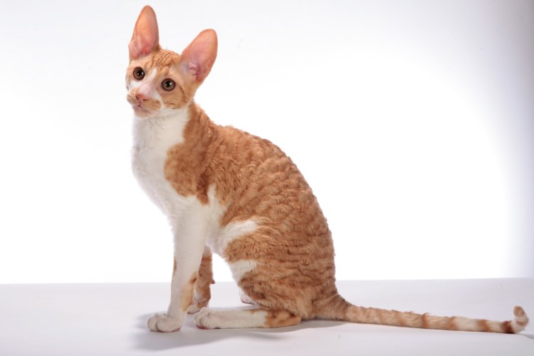 Немецкий Корниш рекс