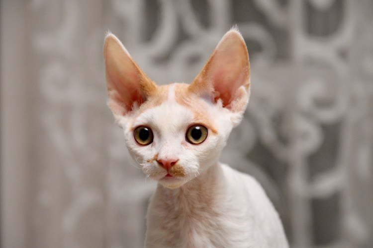 Котята породы Корниш-рекс