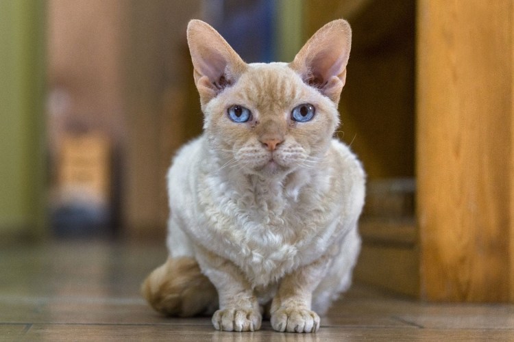 Американский Корниш рекс