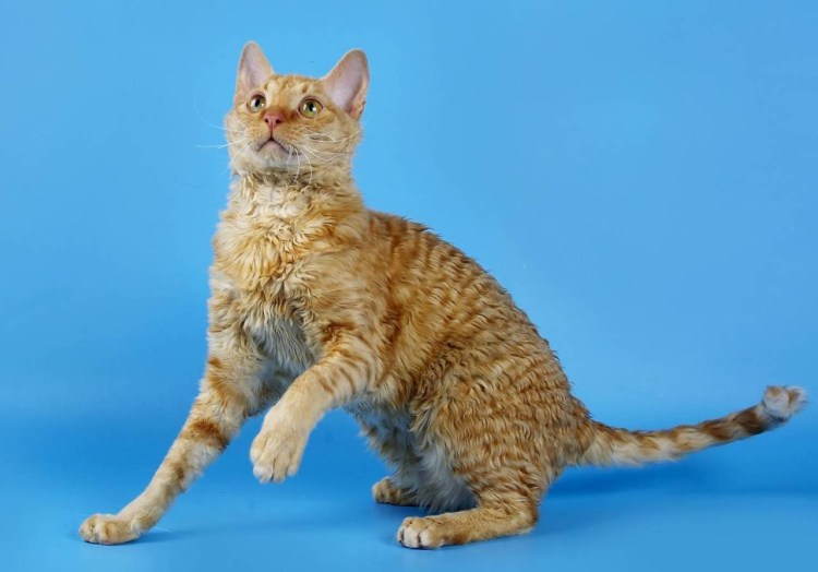 Корниш рекс