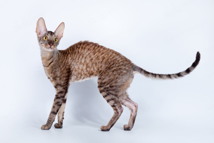 Порода Корниш рекс