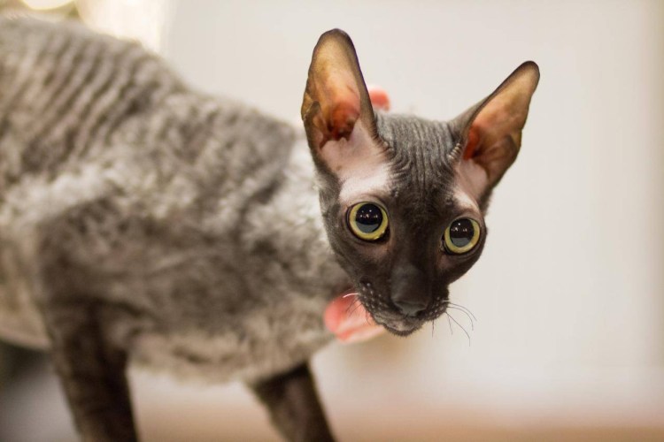 Корниш рекс