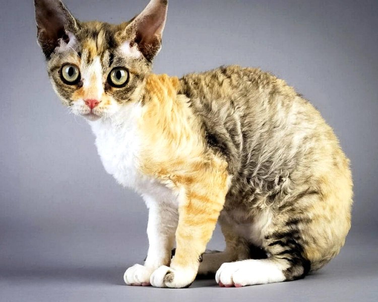 Корниш рекс кошка