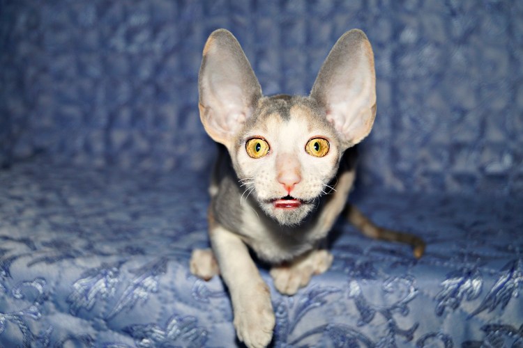 Порода кошек корнешрекс