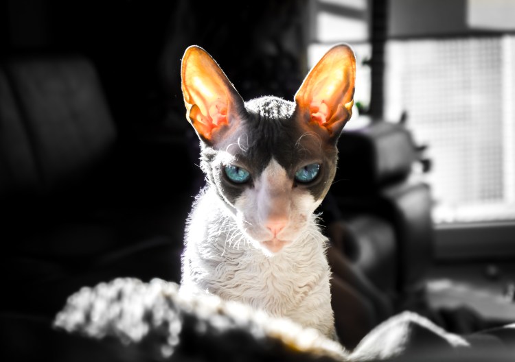 Девон рекс кошка