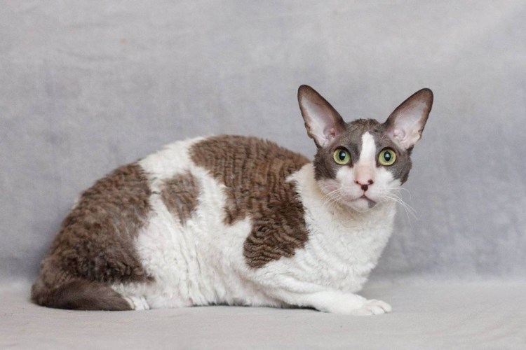 Корниш рекс