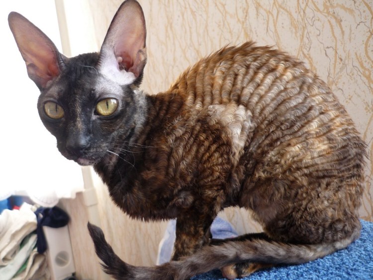 Корниш рекс кошка