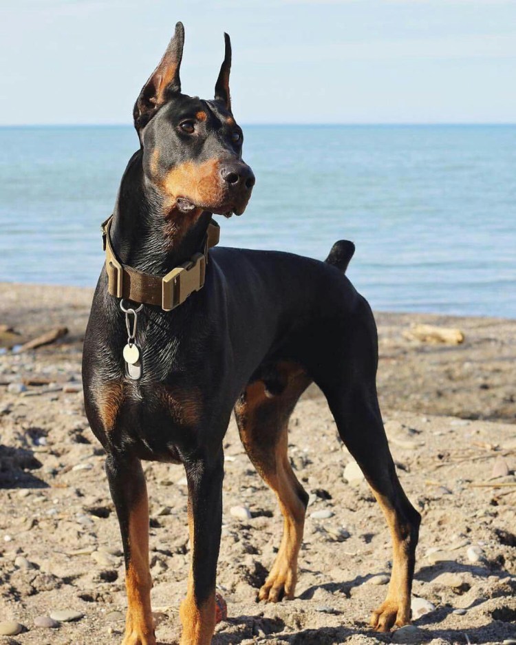 Порода Доберман