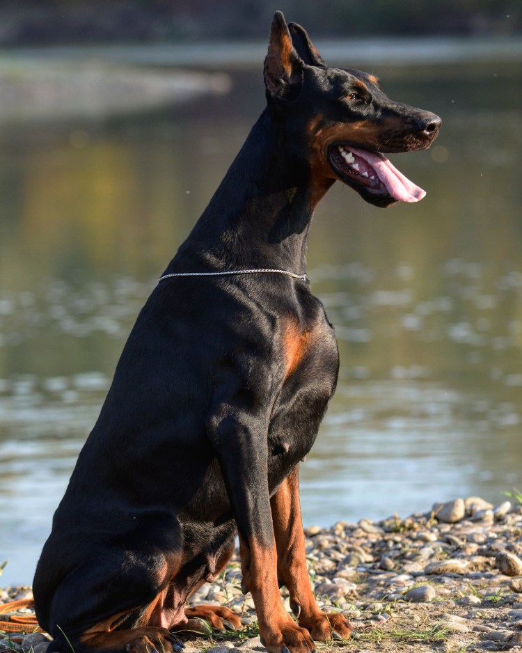 Благородный Доберман