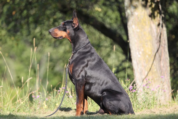 Порода собак Доберман Европейский
