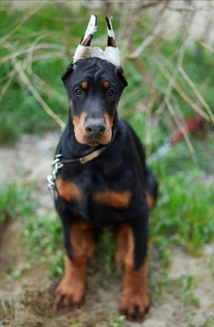 Доберман щенок