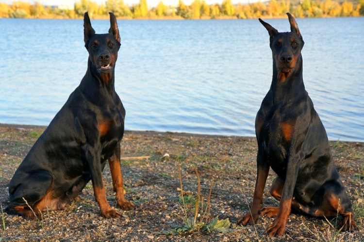 Доберман-пинчер в стойке