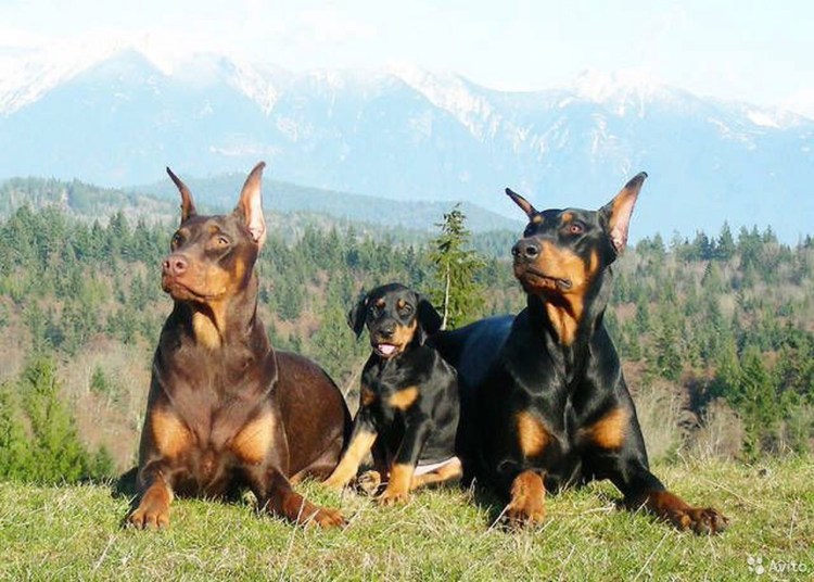 3 Добермана