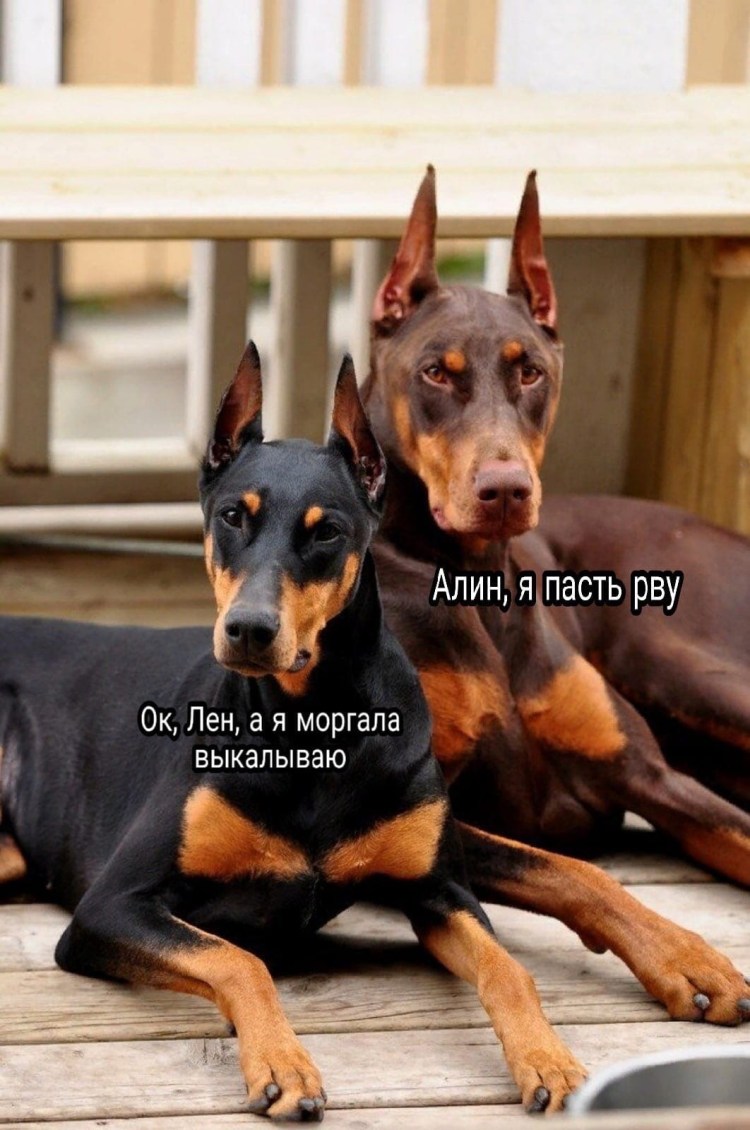 Порода Доберман-пинчер