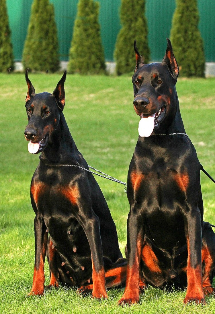 Доберман Королевская порода