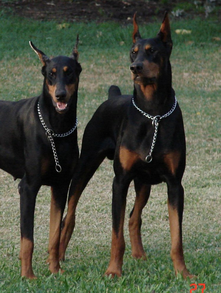 Метис добермана