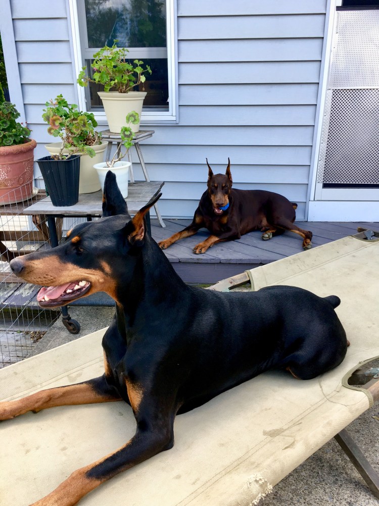 Гончие Доберманы