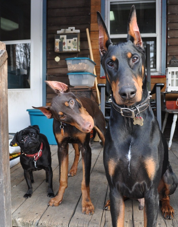 Доберман за 60 000