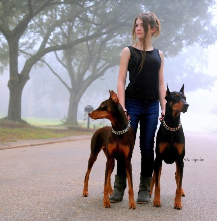 Доберман рост