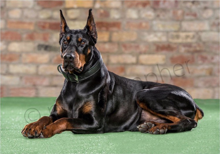 Доберман строгий