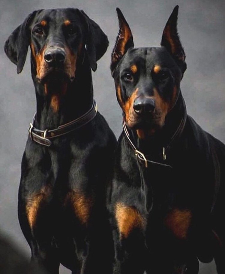 Доберман некупированный