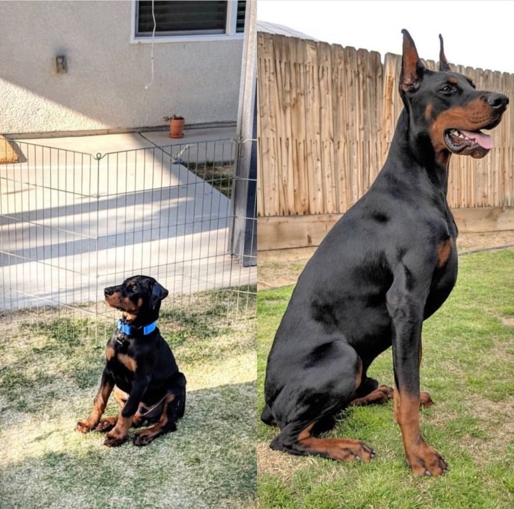 Ротвейлер и Доберман
