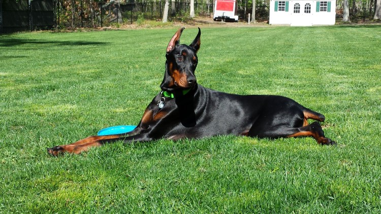 Доберман пятнистый