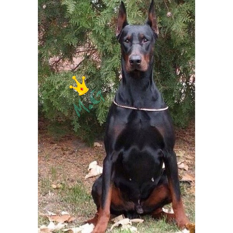 Охотничий Доберман
