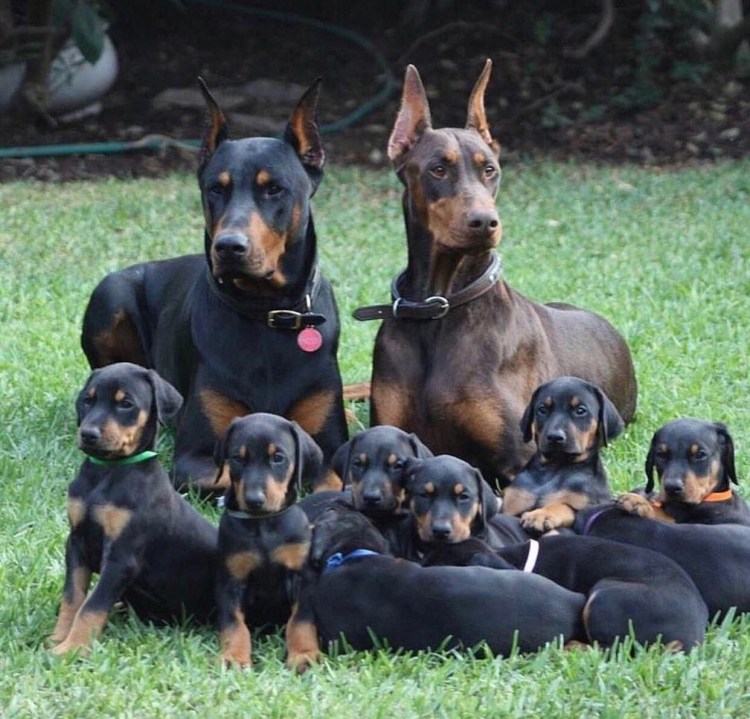 Породы собак Доберман щенок