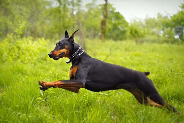 Собака Доберман-пинчер